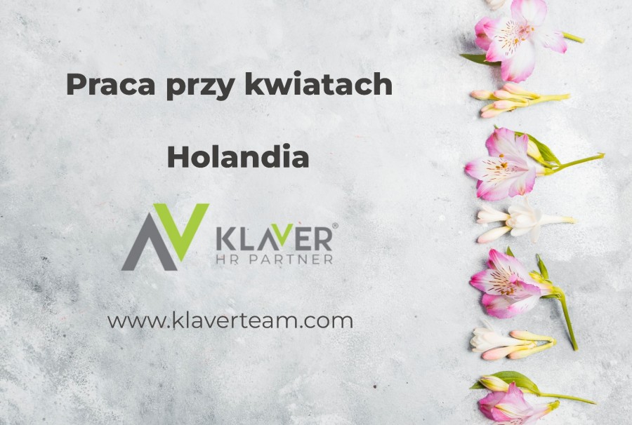 Praca w Holandii przy kwiatach - bez doświadczenia i języka!