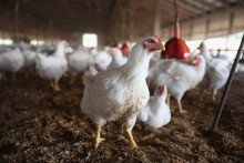 Rolnictwo. Ograniczenia w związku z ptasią grypą w naszym województwie