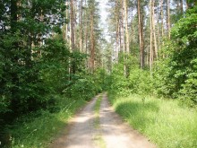 Dwie premie za las. Wnioski najpóźniej do 17 maja 