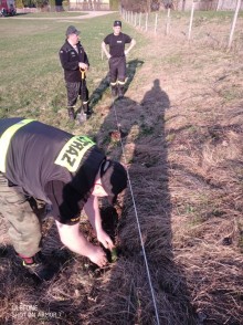 Sto drzewek na sto lat Ochotniczej Straży Pożarnej. Wielkie sadzenie także w Wiżajnach