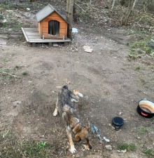 Krasnopol. Policjanci interweniowali w sprawie wychudzonego psa
