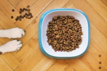 Jak czytać składy karm dla psów?