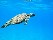 Razem dla Oceanów – co możesz zrobić, by chronić płuca naszej planety?
