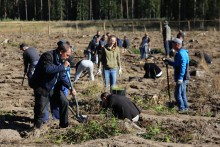 CAL posadzi kolejne 10 tys. drzew. To już piąta edycja akcji