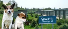 Jedna firma zainteresowana prowadzeniem schroniska dla zwierząt w Suwałkach
