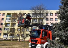 Kot zamieszkał na drzewie. Policja i straż pożarna nie dały z nim rady [zdjęcia]