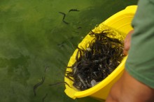 Około 14 tysięcy małych węgorzy trafiło do jeziora Wigry