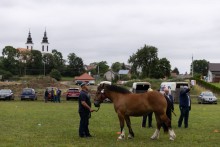 Camila, Tuzia i Upust czempionami wystawy koni w Bakałarzewie [zdjęcia]