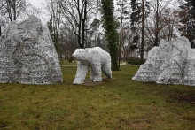 Białe niedźwiedzie w Suwałkach czekają na śnieg [zdjęcia]