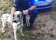 Suwalscy policjanci zaopiekowali się porzuconym psem