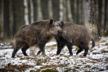 Powiat Sejneński. Radni będą apelować do Sejmu w sprawie dzików