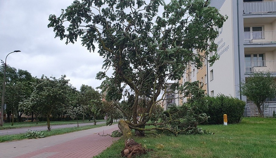 Silny wiatr w Suwałkach i regionie. Powiało, poprzewracało, połamało